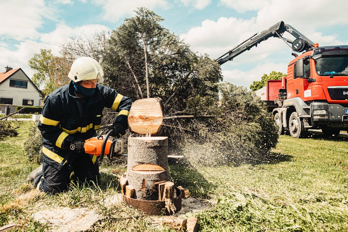 Professional tree removal service with chainsaw in Tucson Arizona